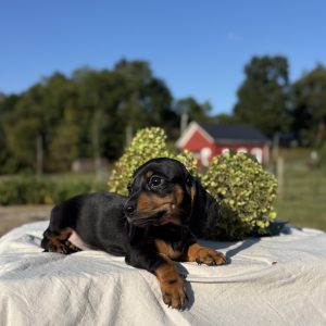 Kyra